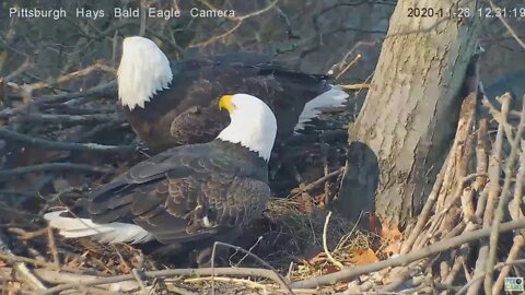 Hays Eagles Mom and Dad tidy up nest 2020 11 28 12 30 41 697