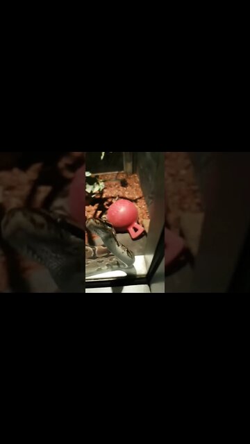 Up close and personal with a snake 🐍