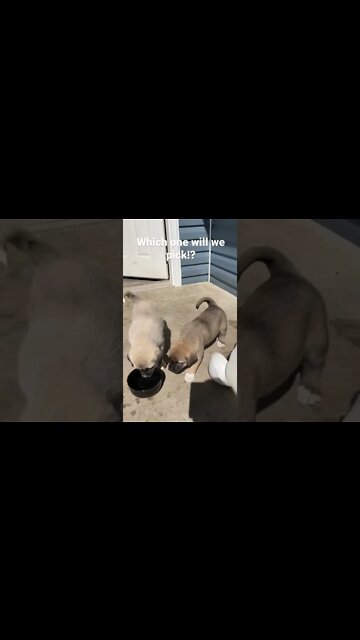 One of these puppies will be our new livestock guard dog, which one should we choose? #puppies