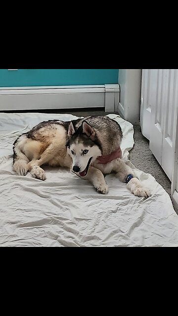 Pupper Home from Cancer Removal Surgery