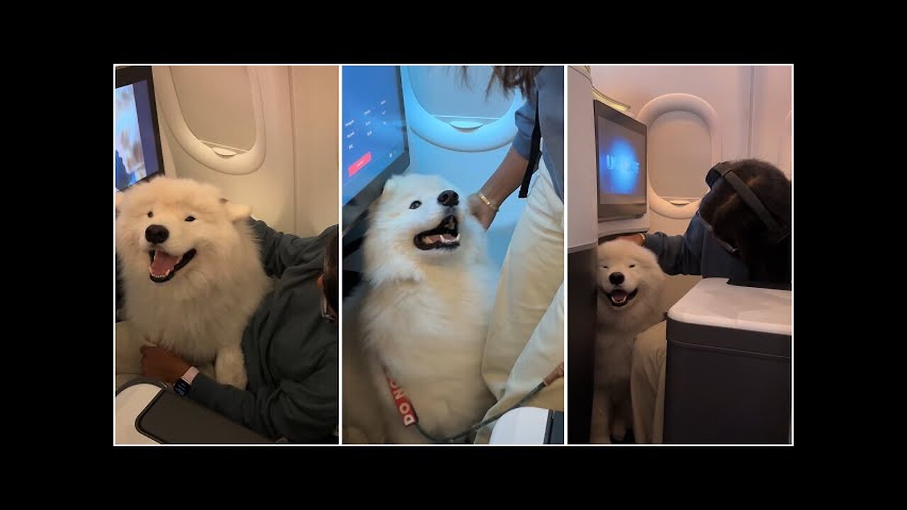 OMG my dog flew in Business class for the first time!!!!
