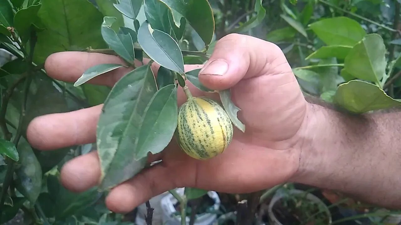 frutíferas Sabará variegata fruto do milagre biribá Araçá boi pitangatuba a venda em Niterói RJ