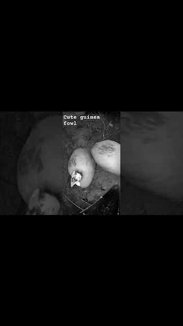 Cute guinea fowl. Farm surveillance