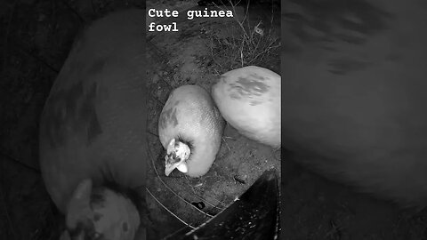 Cute guinea fowl. Farm surveillance