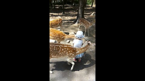 Bambies, feeding you is my passion