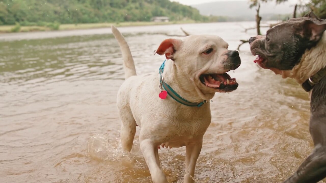 Excellent Short (Dogs Close up)