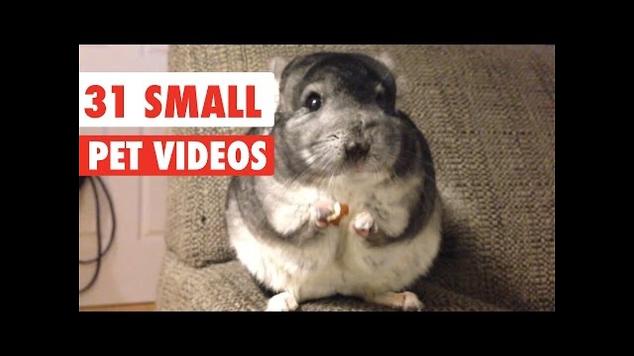 31 Small Pet Videos Compilation 2020