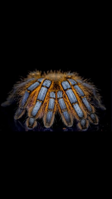 Harpactira pulchries (Golden Blue Leg Baboon Tarantula) #shorts