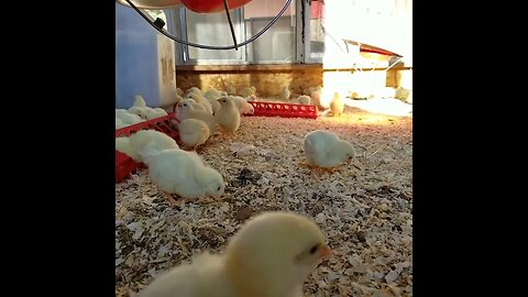 #babychicks #chickens #cornish #farmanimals #cute #homesteading