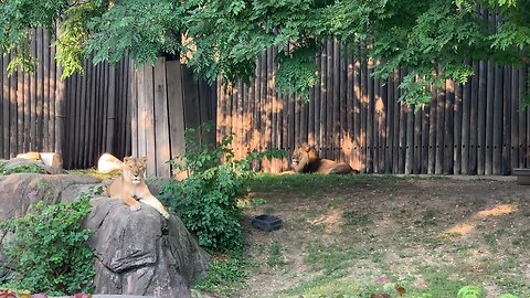 Lions waking up at the zoo