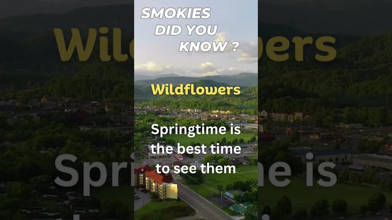 Wildflowers in the Smokies - Did you know? #smokies