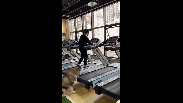 This dog wants to run on treadmill #cutedog #cuteanimals #funny