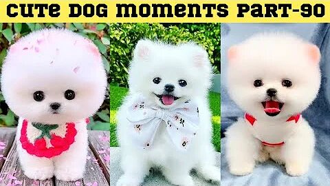 Cute dog moments Compilation Part 90| Funny dog videos in Bengali