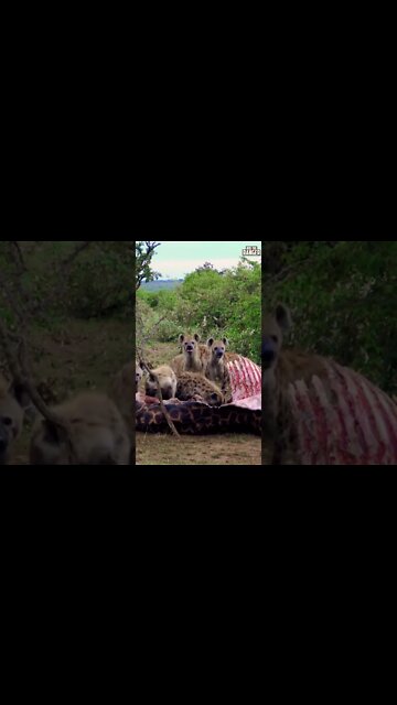 Hyenas Feast On A Giraffe | Saturday #shorts