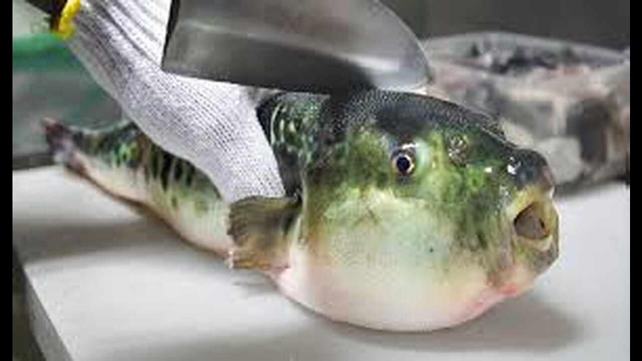 Eating Japan's POISONOUS PufferFish!!! ALMOST DIED!!! *Ambulance*