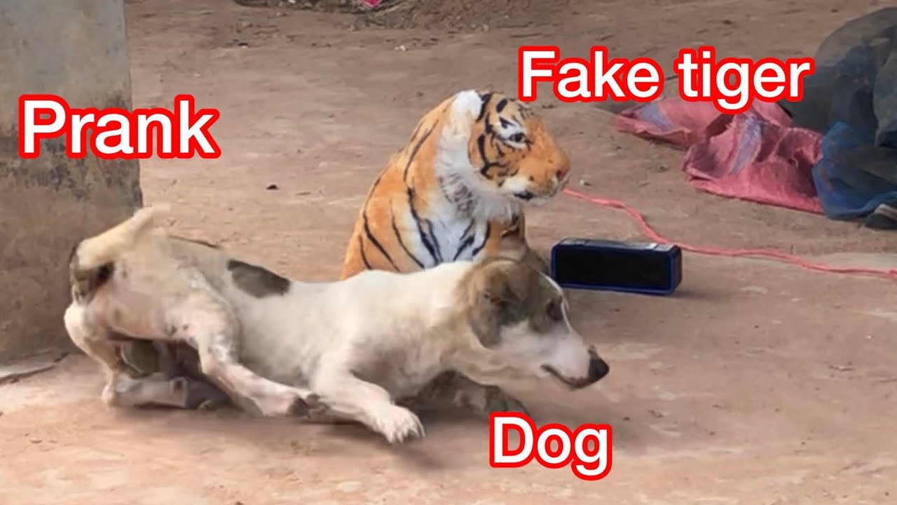 Troll Prank Dog Funny & fake Lion and Fake Tiger Prank To dog & Huge Box Prank to dog