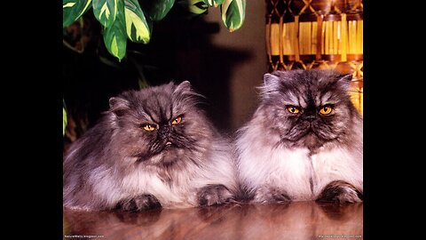 The most beautiful kittens in the world ◈ Video of funny cats and kittens . ◈ 👍