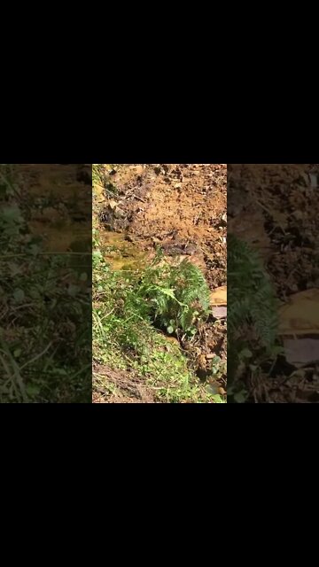 Natural Spring Creek and some baby chicks