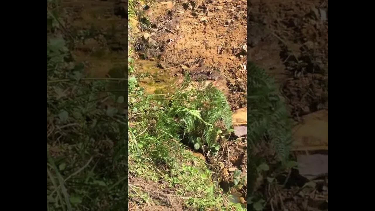 Natural Spring Creek and some baby chicks