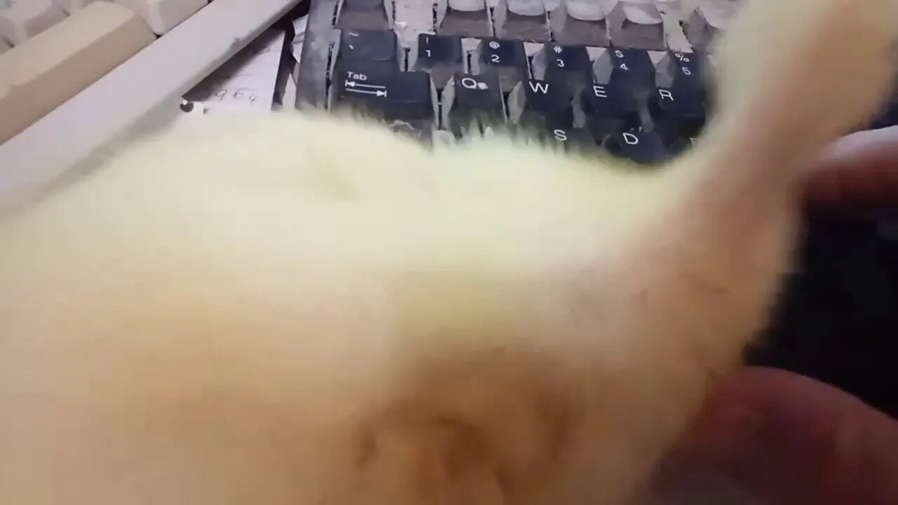 Indian Runner Duckling Typing ( Video 4 )