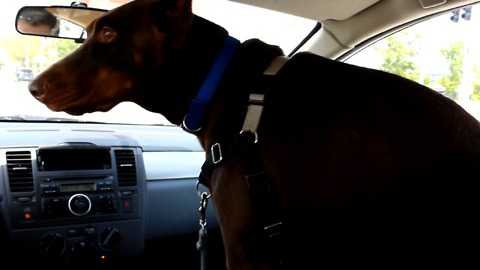 Doberman's priceless reaction to going to the dog park