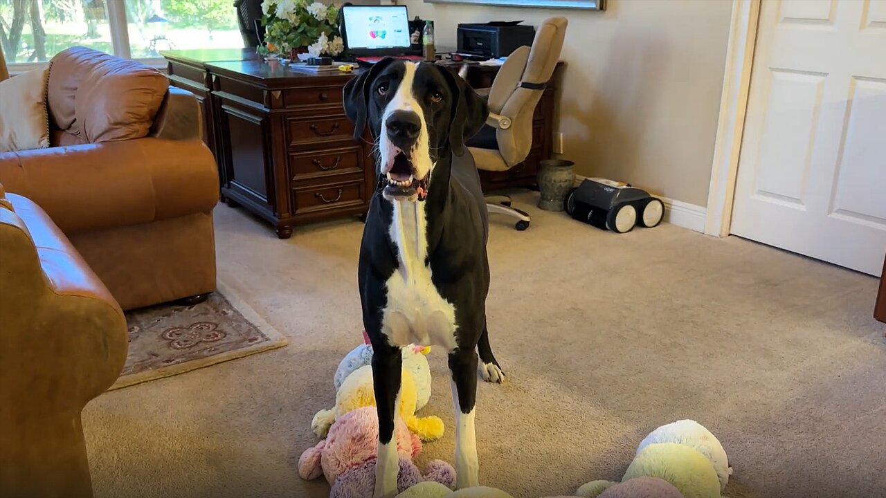 Funny Great Dane Loves Playing Under Jumbo Caterpillar Toy