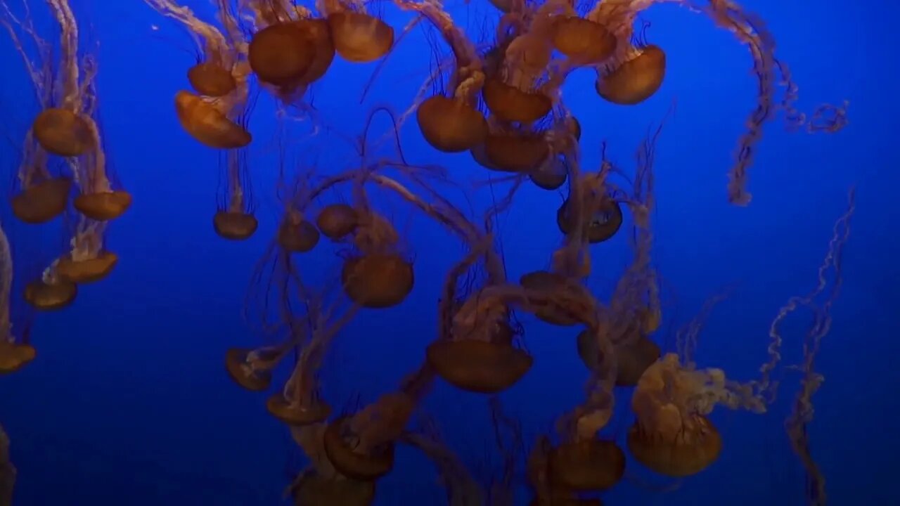 Monterey Bay Aquarium Ocean Jellies Jellyfish Pacific Sea Nettle