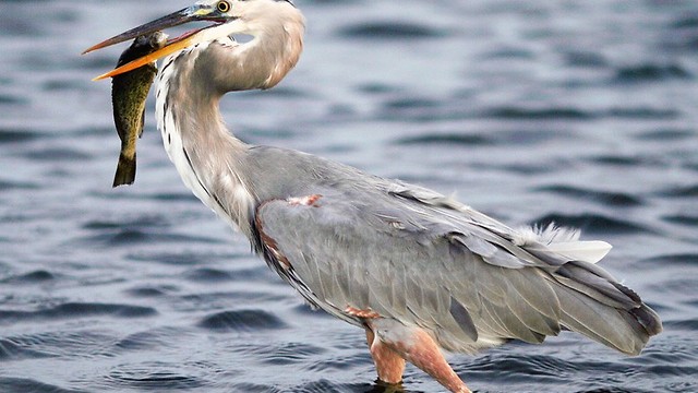 Four "Blue Heron" Standing Side By Side Looking For Fish