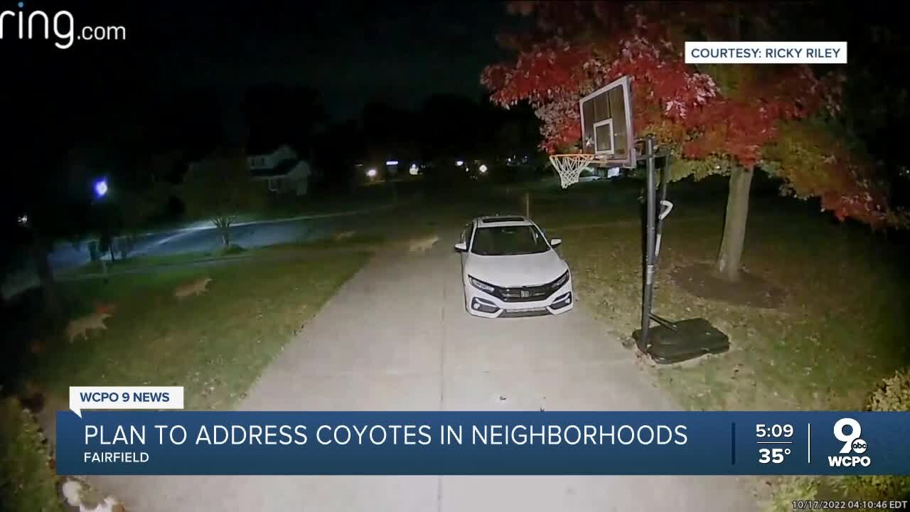 Town creating plan to address coyotes in neighborhoods