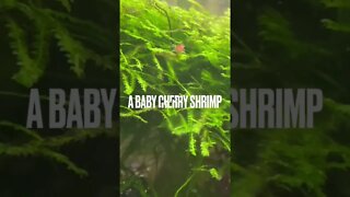 Planted nano aquarium with juvenile and adult cherry shrimp