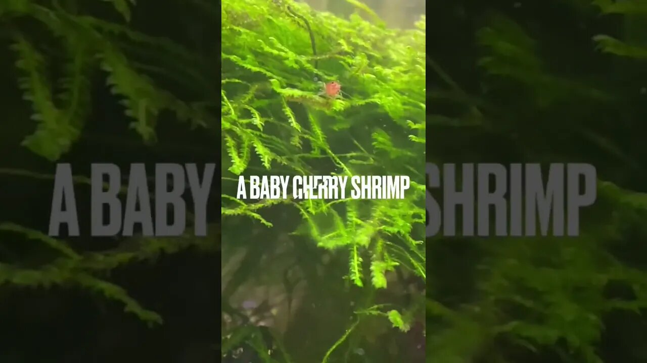 Planted nano aquarium with juvenile and adult cherry shrimp