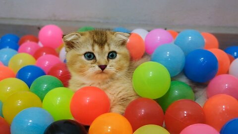 Funny cat Play with 1000 colorful Balls--