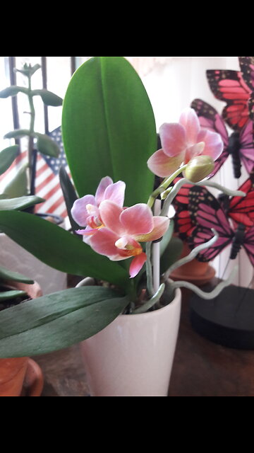 Lil Hannah finds another flower :)