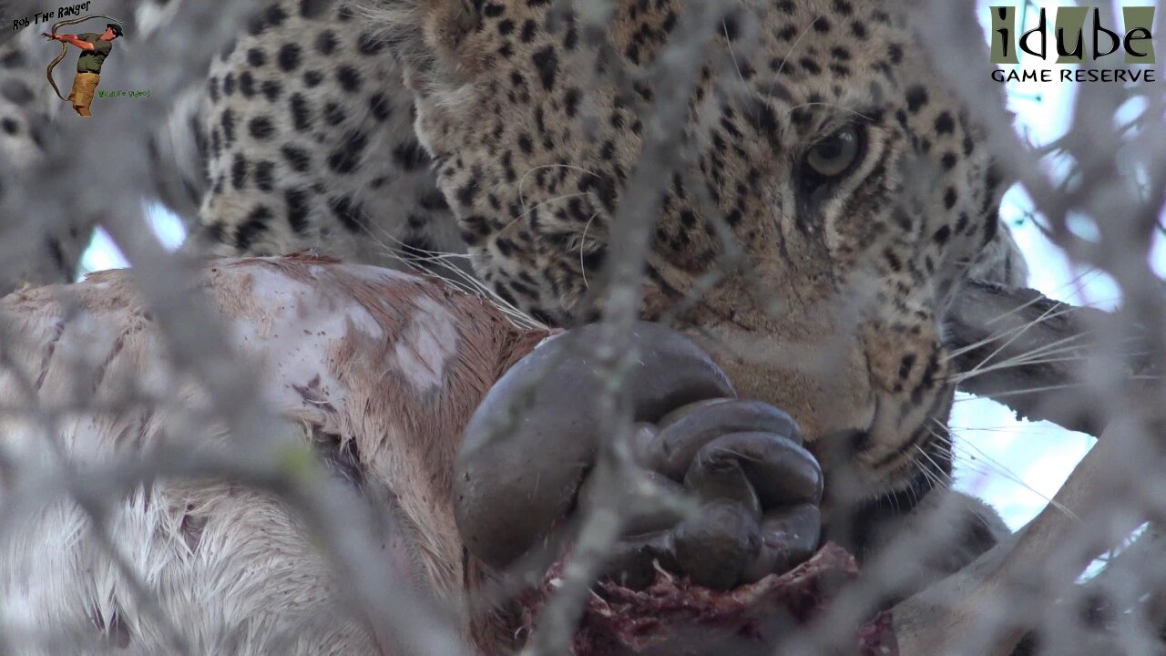 Male Leopard Feeding On Impala