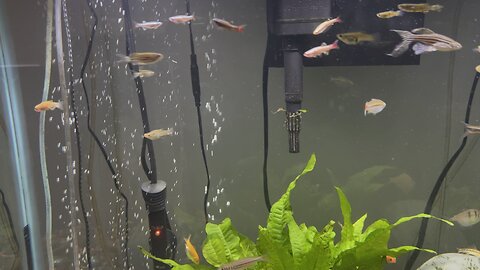 Fish is dancing for the music