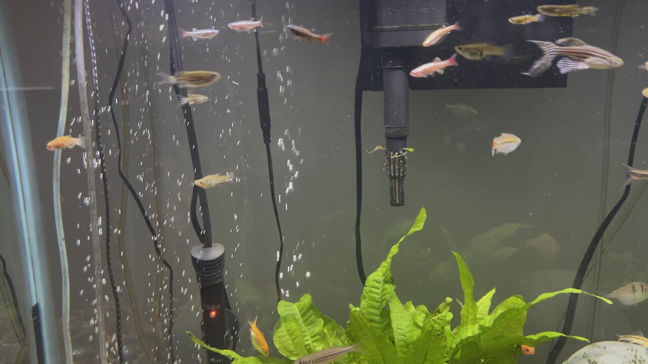 Fish is dancing for the music