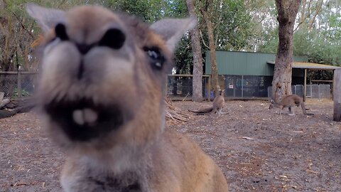 Cheeky Kangaroo Snack Time at Peel Zoo Delights Visitors Australia