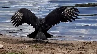 Learning About Black Vultures And Lantana - Huntsville State Park