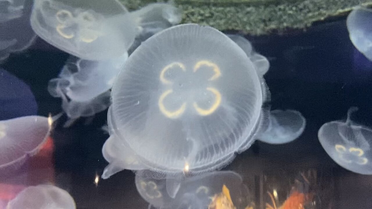 TN Aquarium Jelly Fish