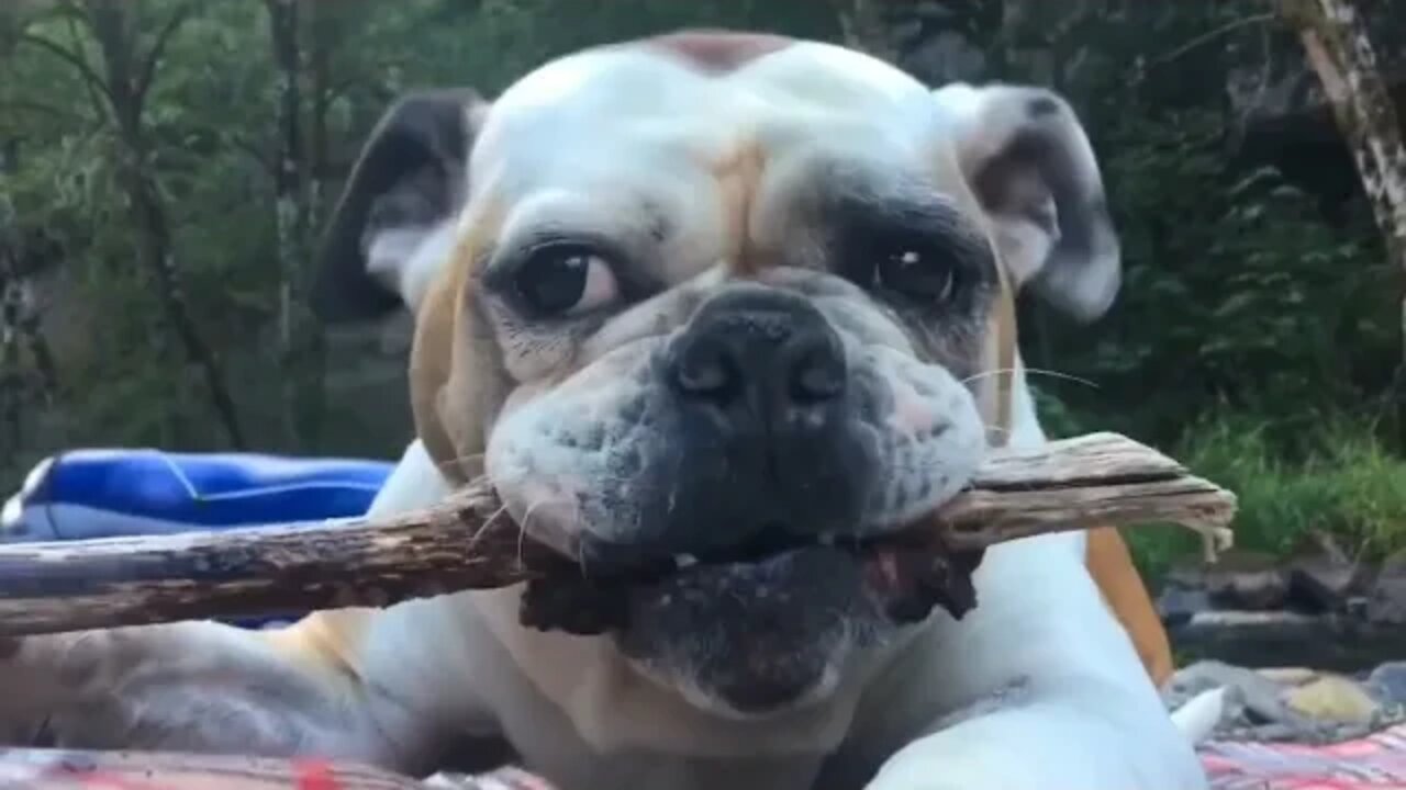 VEJA QUAL A MISSÃO ESPIRITUAL DO SEU CÃO EM SUA VIDA