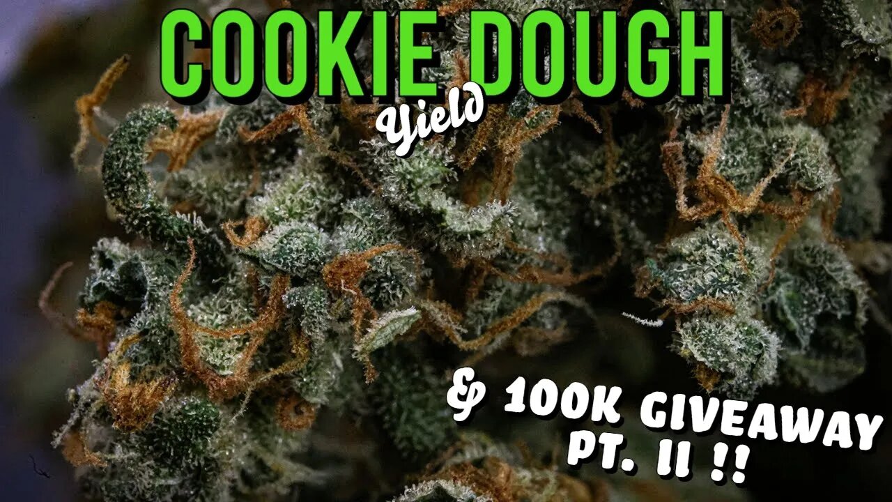 Cookie Dough - Final Yield (and 100K GIVEAWAY pt. II!!)