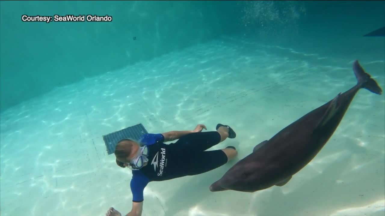 Ridgeway, the dolphin, makes progress after suffering injuries from a crab trap in Clearwater