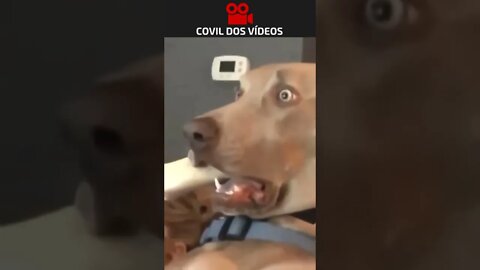 o cachorro mais medroso de todos