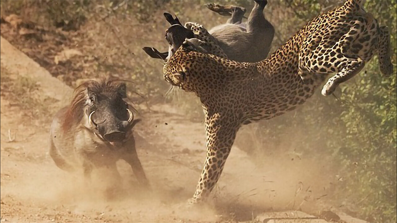 Leopard Vs Warthog: Female Warthog rescues young