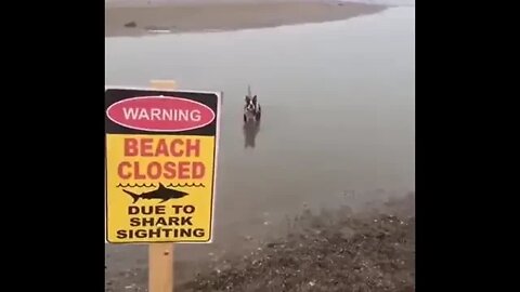 The rare and dangerous land shark…😏😂🐶🦈