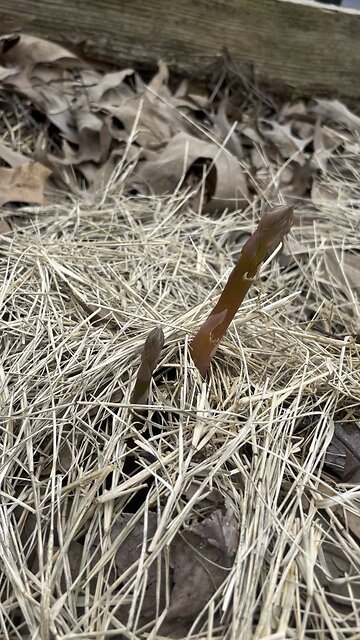Asparagus babies 🥰