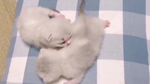 🐱Cutest Cats🐱Videos Compilation#085
