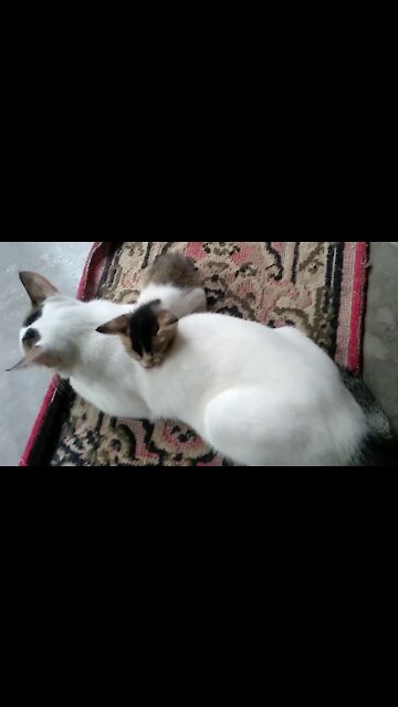 Cute Kitten Sleeping on Mom Cat