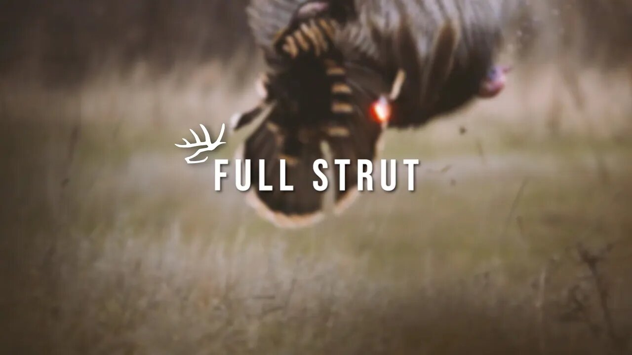 Official Full Strut Season 8 Trailer