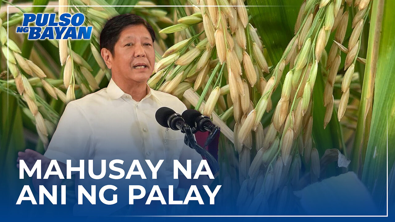 Mas mahusay na ani ng palay ngayon taon at pagbaba ng presyo ng bigas, inaasahang—PBBM